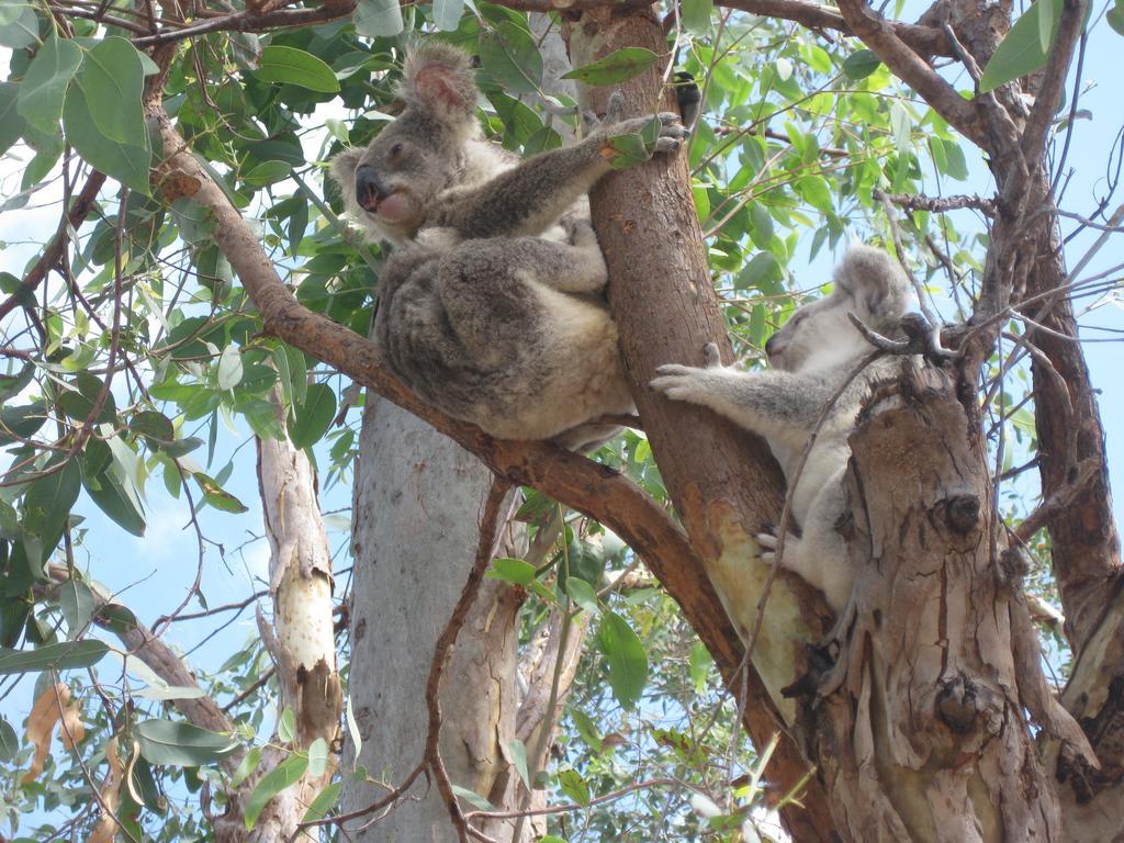 Magnetic Island Bed And Breakfast Horseshoe Bay Exterior foto
