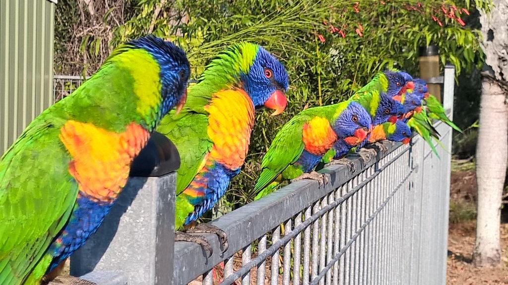 Magnetic Island Bed And Breakfast Horseshoe Bay Exterior foto